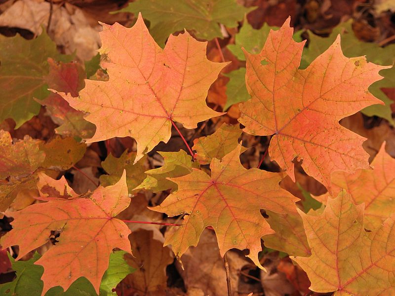 orange maple leaves