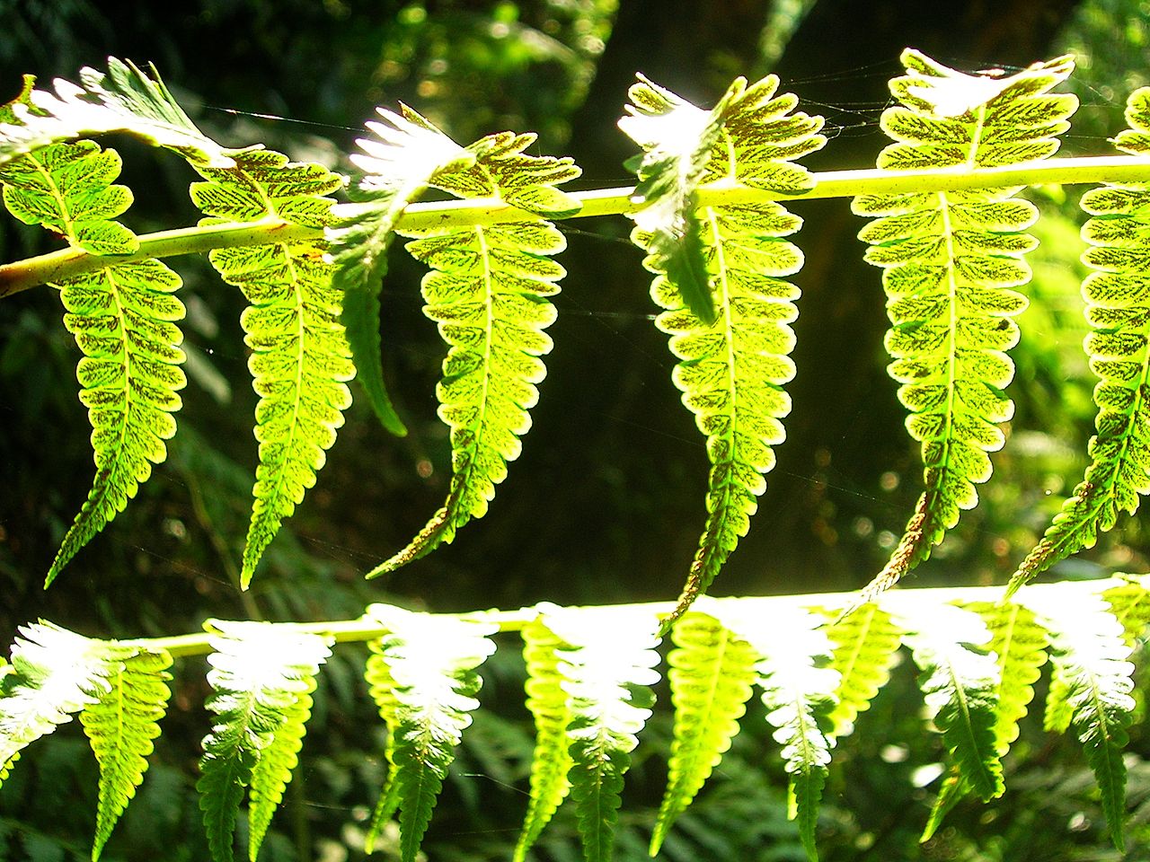 ferns