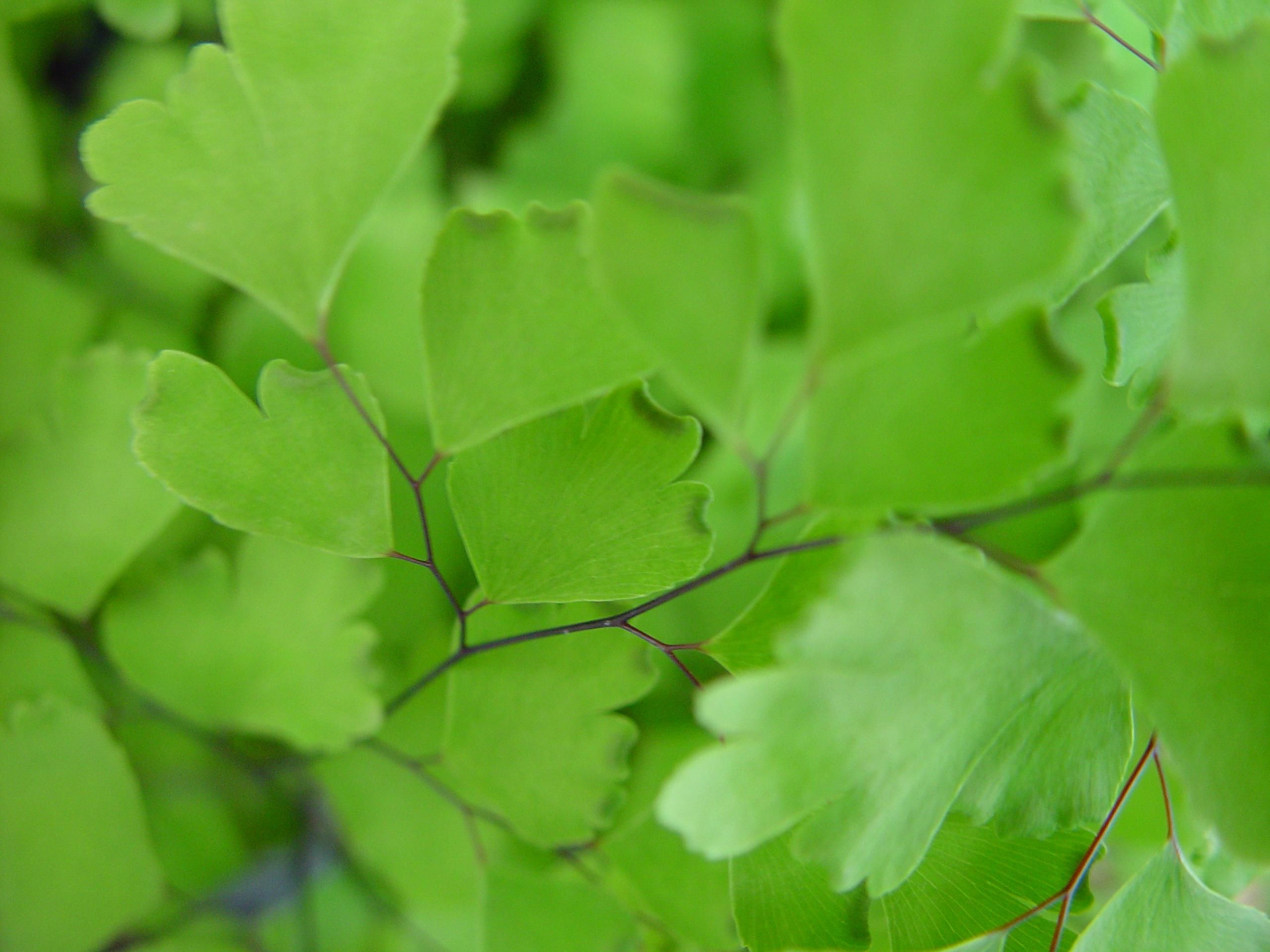 green leaves