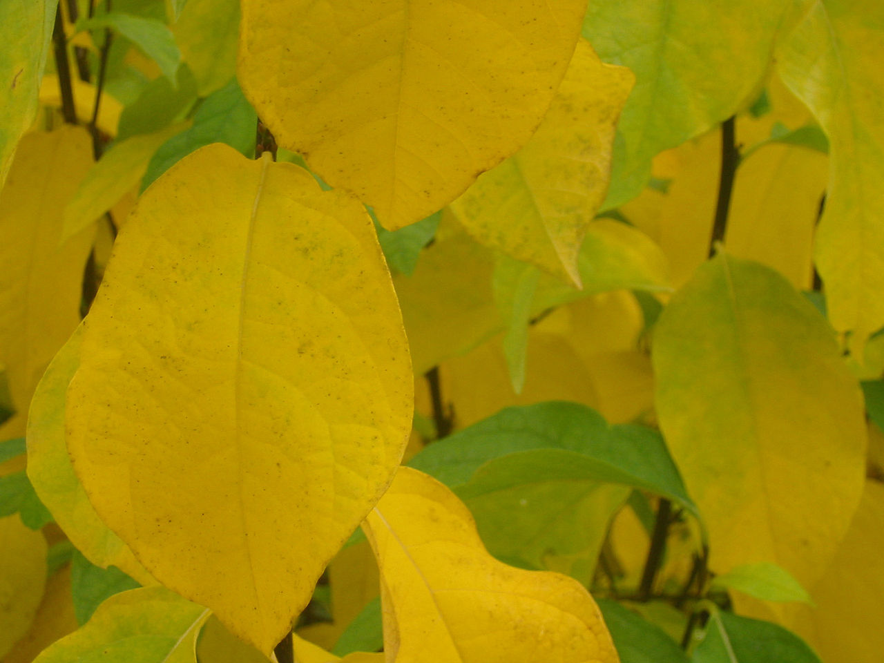 yellow leaves